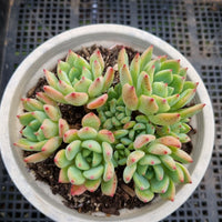 *GLGhybrid(2-62) Echeveria Sierra Hybrid 爱斯诺杂