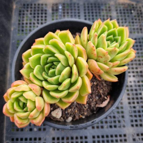 *GLGhybrid(2-63) Echeveria Agavoides hybrid 东云杂