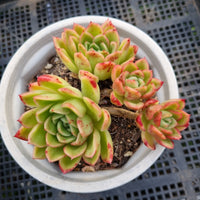 *GLGhybrid (2-75) Echeveria Agavoides hybrid 东云杂