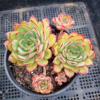 ＊GLGhybrid(2-65) Echeveria Pulidonis (Veracruz) Hybrid 红边灵隐杂