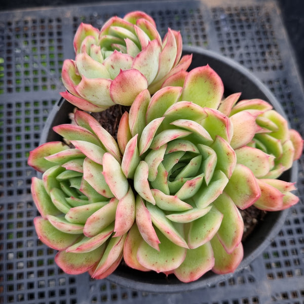 *GLGhybrid(2-66) Echeveria Schichi-kuksi hybrid