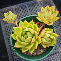 *GLGhybrid(2-67) Echeveria Agavoides Lipstick hybrid 口红杂