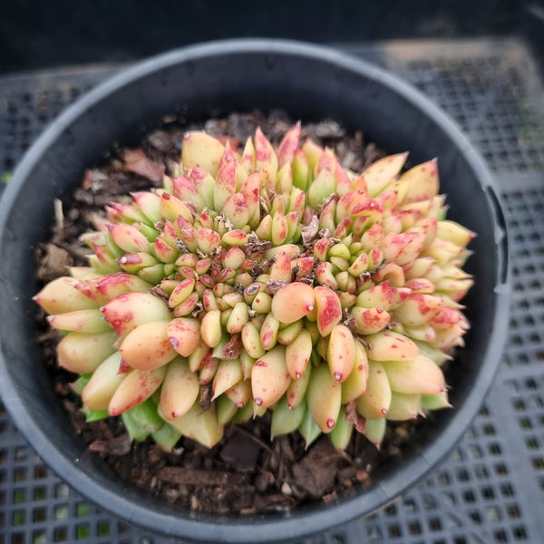 *GLGhybrid(2-69)  Echeveria Agavoides hybrid crested 东云杂缀化