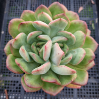 *GLGhybrid (2-73) Echeveria 'Puli-lindsayana' hybrid 宝丽安娜杂