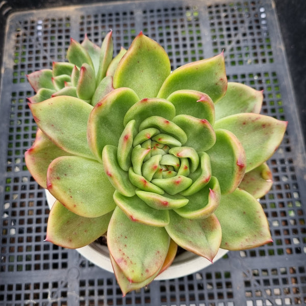 *GLGhybrid (2-76) Echeveria Agavoides Amestro hybrid 野马冬云杂