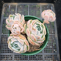 *GLGhybrid (2-77) Echeveria Mexican Snowball hybrid 墨西哥雪球杂