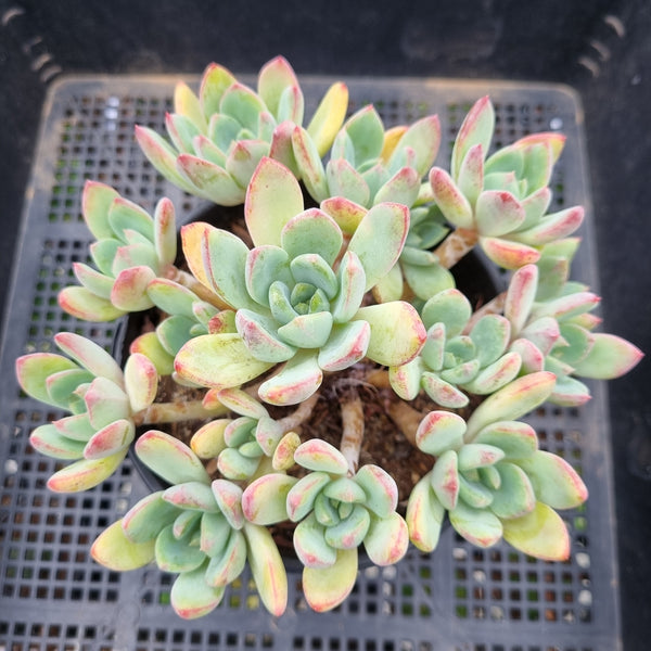 *GLGhybrid (2-78) Echeveria Puebla hybrid 普埃布拉杂