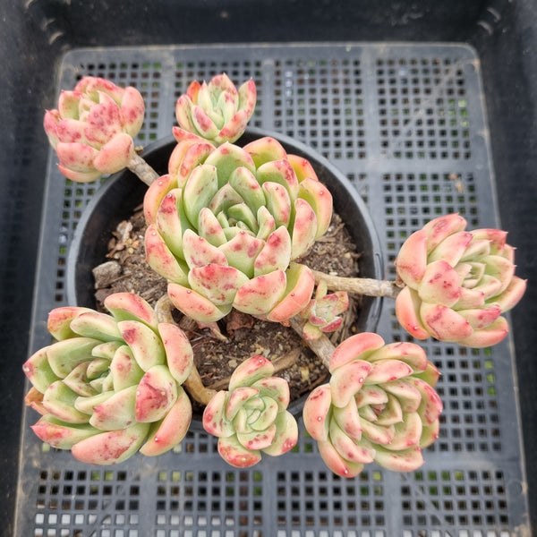 *GLGhybrid (2-79)  Echeveria Gilva hybrids 玉杯东云杂