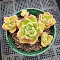 *GLGhybrid (2-80) Echeveria Moon stone hybrid 月晶石杂