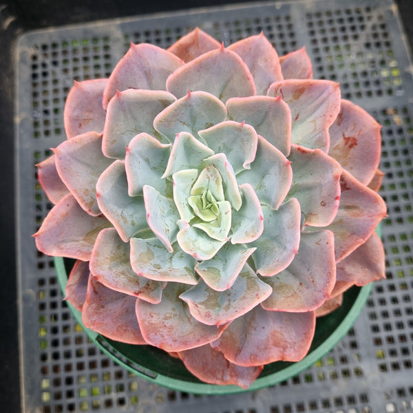 *GLGhybrid (2-82) Echeveria shaviana hime hybrid 沙维娜杂