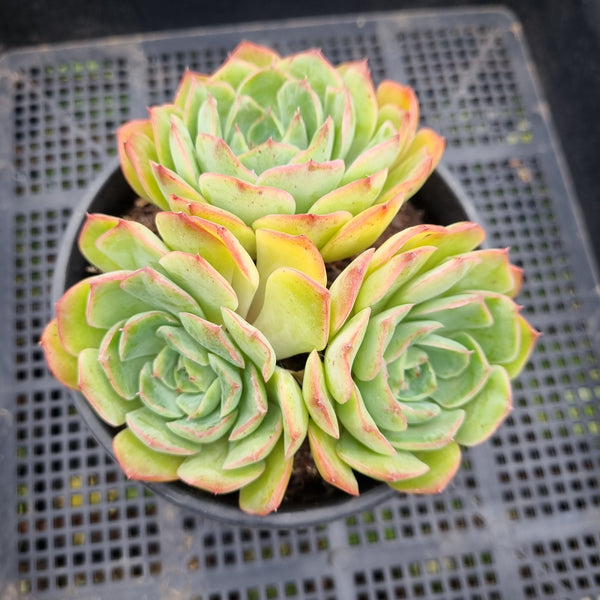 *GLGhybrid (2-83) Echeveria Secunda hybrid 赛康达杂