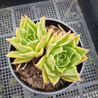 *GLGhybrid (2-84) Echeveria agavoides Ebony hybrid 乌木杂