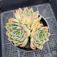 *GLGhybrid (2-85) Echeveria Elegans 'Alba' hybrid 白月影杂