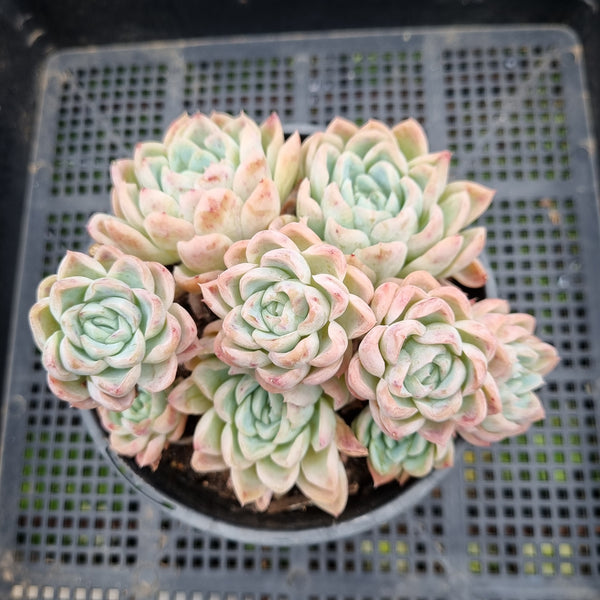 *GLGhybrid (2-86) Echeveria Mexican Snowball hybrid 墨西哥雪球杂