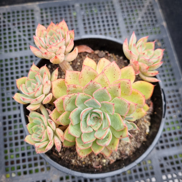 *GLGhybrid (2-87) Echeveria Agavoides 'Santa Lewis' hybrid 圣路易斯杂