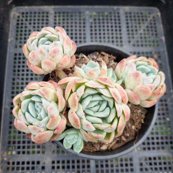 *GLGhybrid (2-88) Echeveria Mexican Snowball hybrid 墨西哥雪球杂