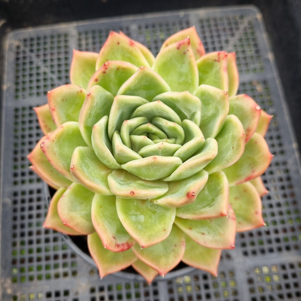 *GLGhybrid (2-90) Echeveria Champaign hybrid 香槟杂