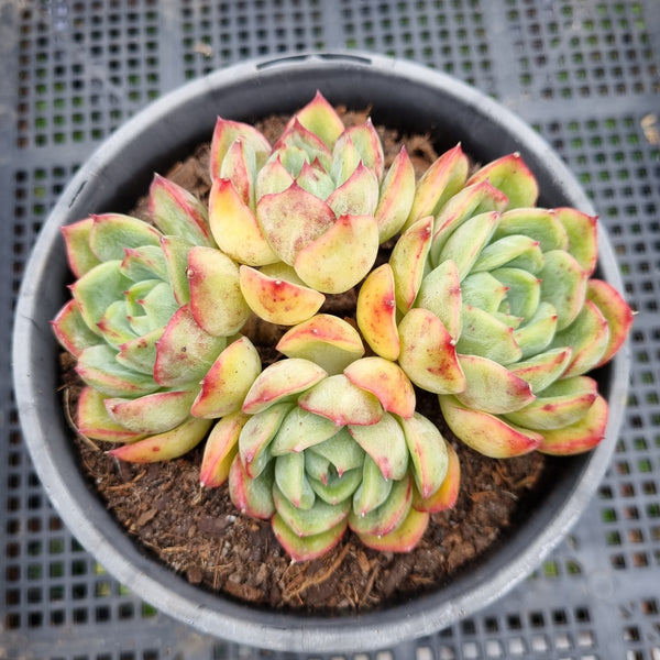 *GLGhybrid (2-91) Echeveria Elegans 'Alba' hybrid 白月影杂