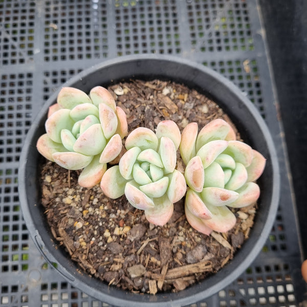 *GLGhybrid (2-96) Echeveria 'Beauty's Silhouette' 丽影
