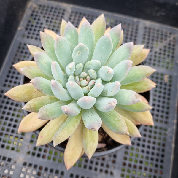 *GLGhybrid (2-98) Echeveria Gilo x Pachyphytum Baby Finger 财路杂婴儿手指