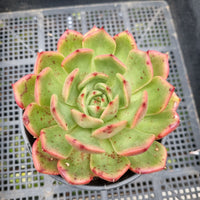 *GLGhybrid (2-100) Echeveria Romeo hybrid 血罗杂