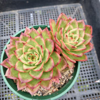 *GLGhybrid (2-101) Echeveria agavoides Ebony hybrid 乌木杂