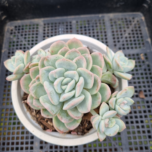 *GLGhybrid (2-103) Echeveria 'Beauty's Silhouette' 丽影