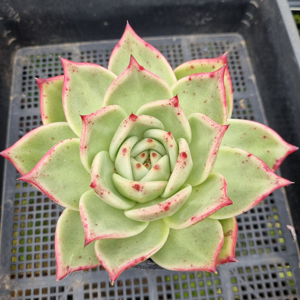 *GLGhybrid(2-105) Echeveria Agavoides hybrid 东云杂