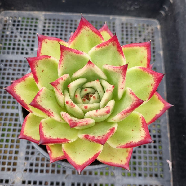 *GLGhybrid(2-106) Echeveria agavoides Ebony hybrid 乌木杂