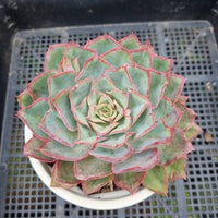 *GLGhybrid (2-109) Echeveria shaviana hime hybrid 沙维娜杂