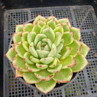 *GLGhybrid (2-110) Echeveria Agavoides hybrid 东云杂