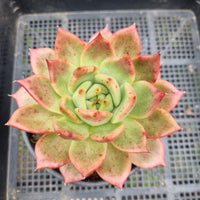 *GLGhybrid (2-111) Echeveria Romeo hybrid 血罗杂