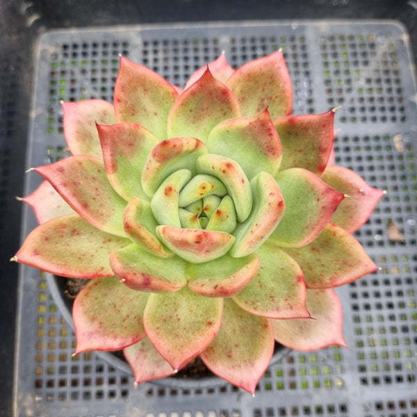 *GLGhybrid (2-111) Echeveria Romeo hybrid 血罗杂