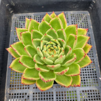 *GLGhybrid (2-112) Echeveria Agavoides hybrid 东云杂