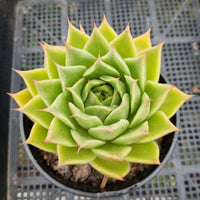 *GLGhybrid(2-114) Echeveria agavoides Ebony hybrid 乌木杂