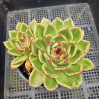 *GLGhybrid(2-115) Echeveria Black Rose hybrid 黑玫瑰杂