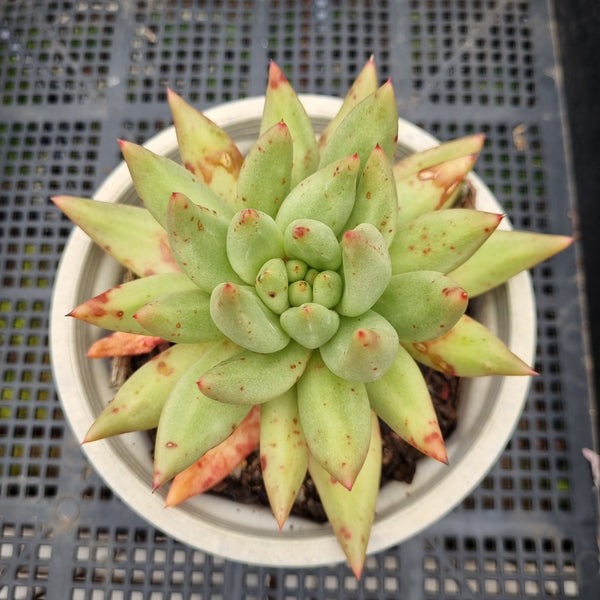 *GLGhybrid(2-116) Echeveria agavoides Ebony hybrid 乌木杂