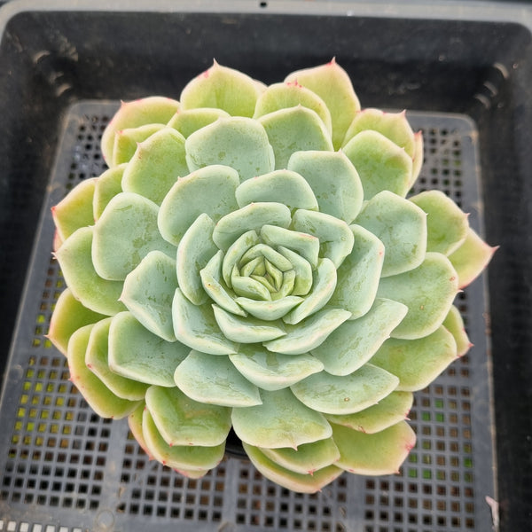 *GLGhybrid(2-117) Echeveria Mexican Snowball hybrid 墨西哥雪球杂