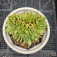 *GLGhybrid(2-119)  Echeveria Agavoides hybrid crested 东云杂缀化