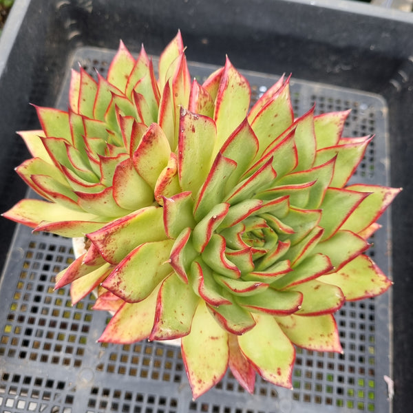 *GLGhybrid(2-120)  Echeveria Agavoides hybrid 东云杂