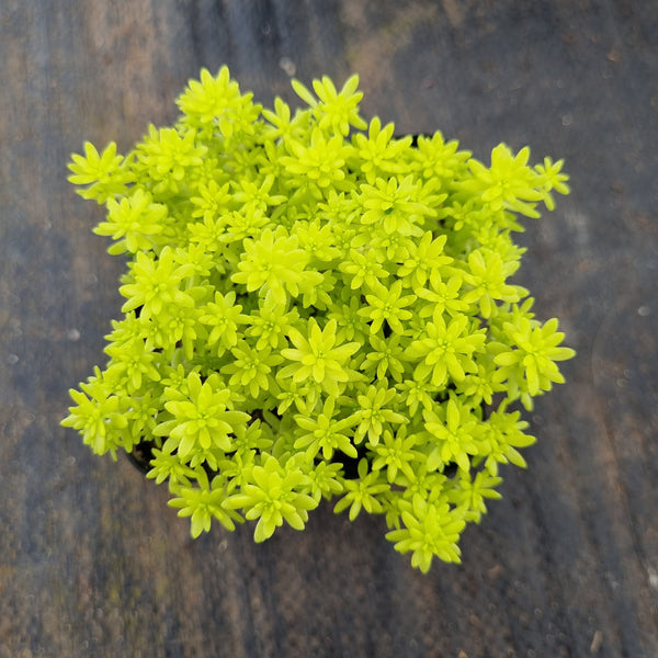 Sedum 'Tokyo Sun' 黄金万年草