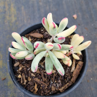 Cotyledon Orbiculata cv. Long Leaf Variegated 棒叶福娘锦