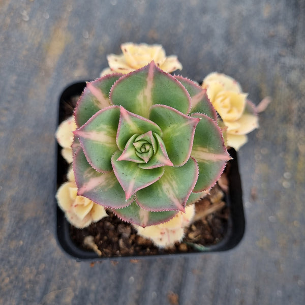 Aeonium 'Starburst'