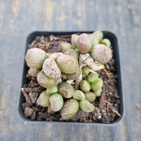 Adromischus Marianiae Alveolatus - Pink Spotted Form 咖啡豆