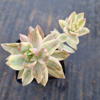 Sedeveria Pat's Pink variegated 布丁锦