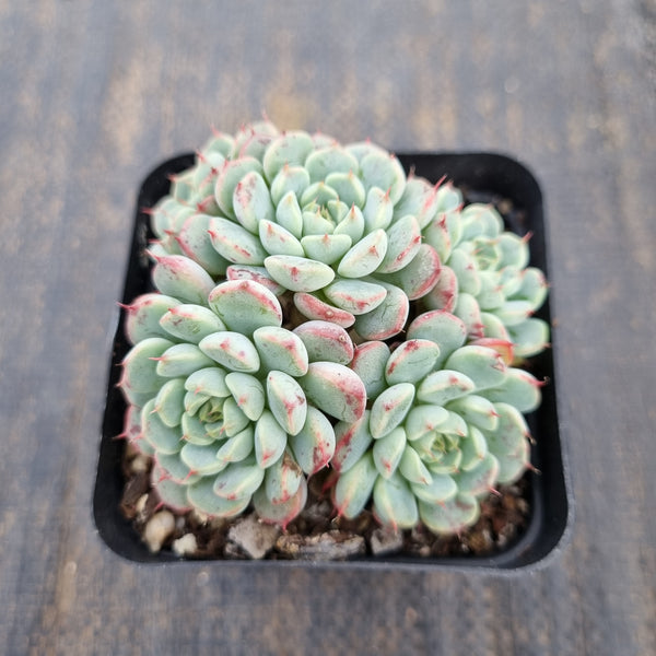 Echeveria sp. (ruotao) 若桃