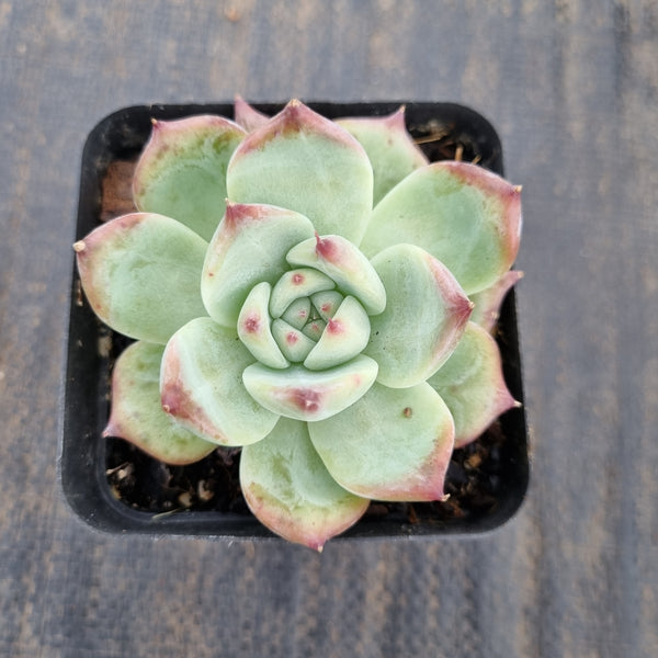 Echeveria Colorata 卡罗拉