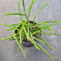 Rhipsalis Pentaptera