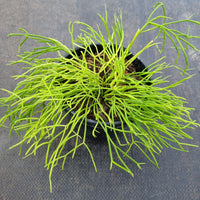 Rhipsalis  Clavata 鞍马苇