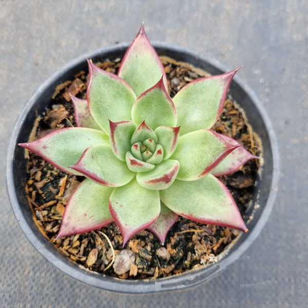 GLGhybrid 11cm pot Echeveria agavoides Ebony x Rubin 乌螺11cm盆